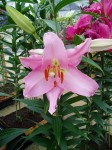 [6272 Lilium 55 No01.JPG]
